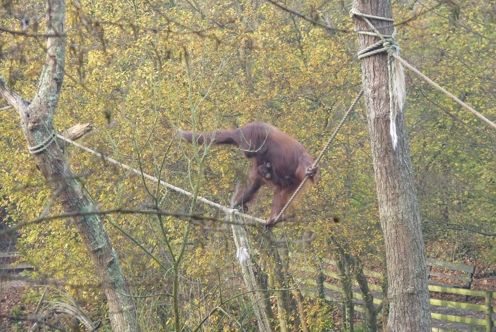 Orangutan Island, 11 December 2013