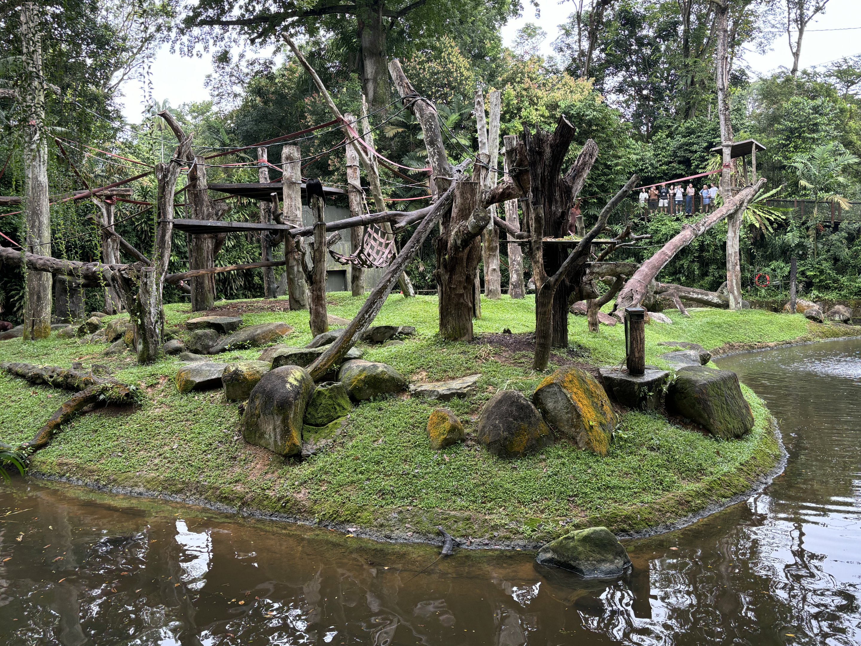 Orangutan Island (3 species)