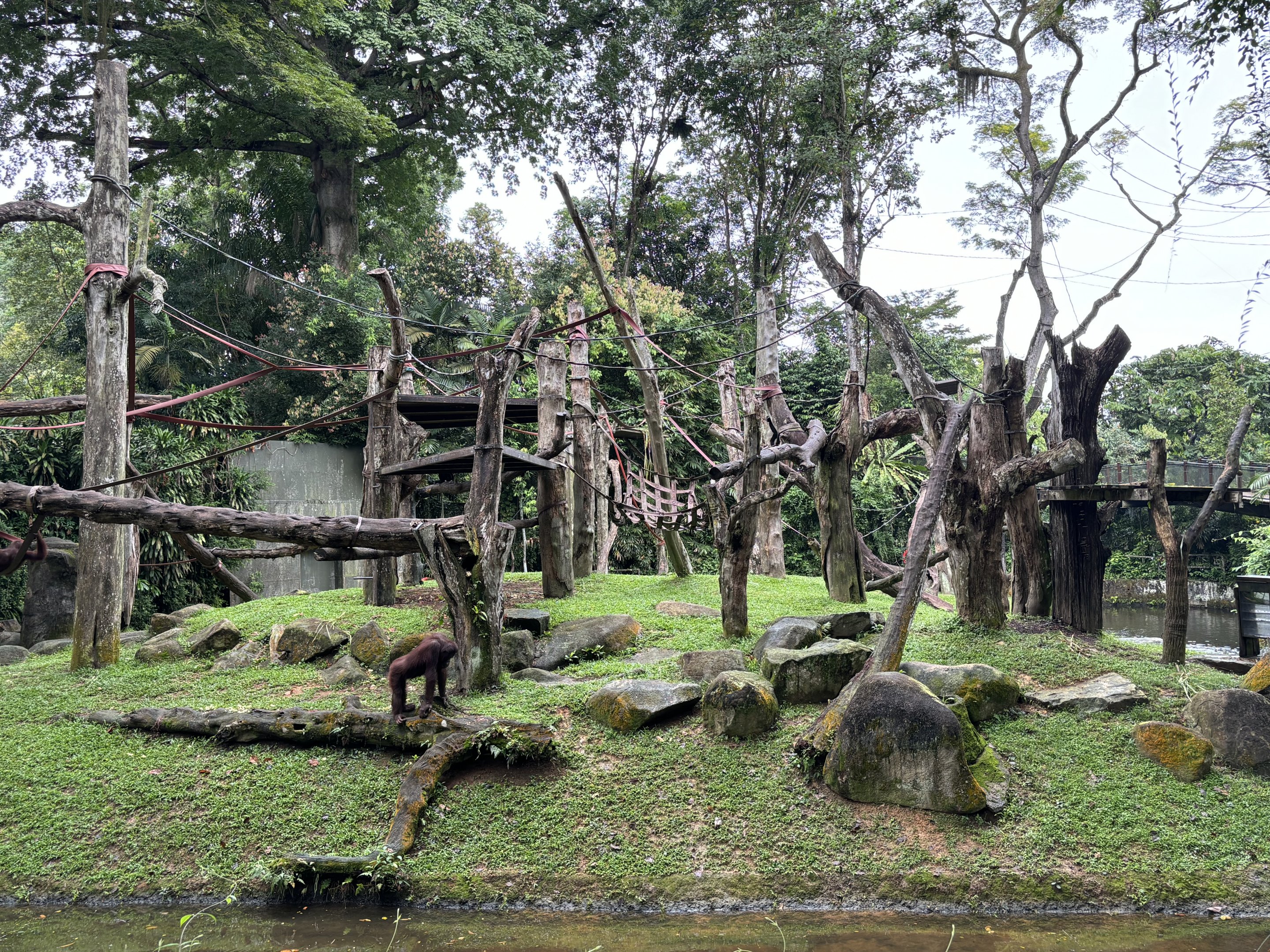 Orangutan Island (3 species)