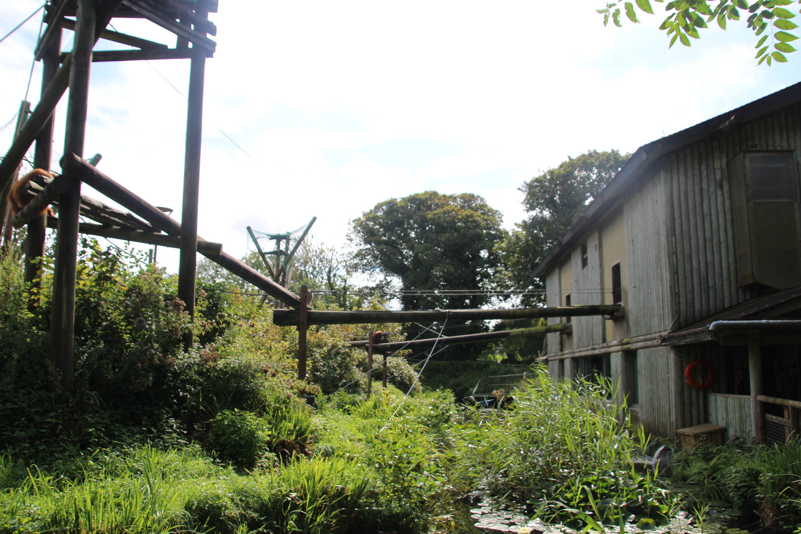 Orangutan Island and House