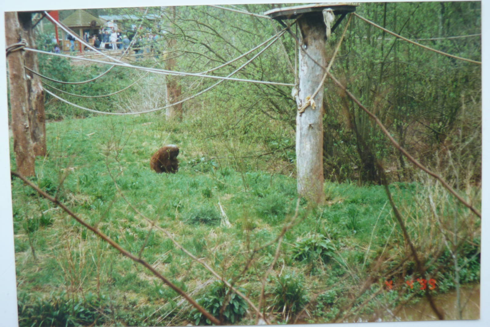 Orangutan Island, April 1999