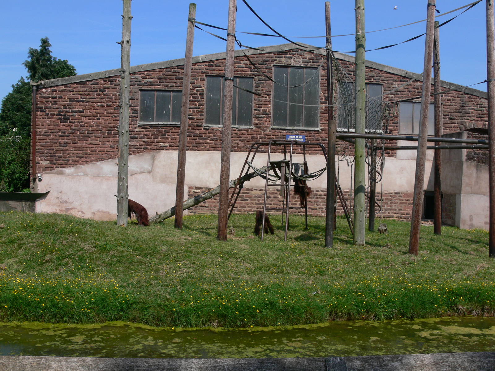 Orangutan island at Chester Zoo, 06/07/13