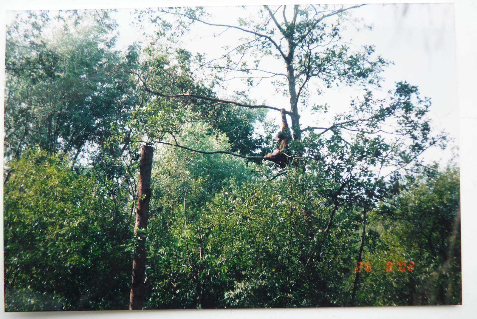 Orangutan Island, August 2002