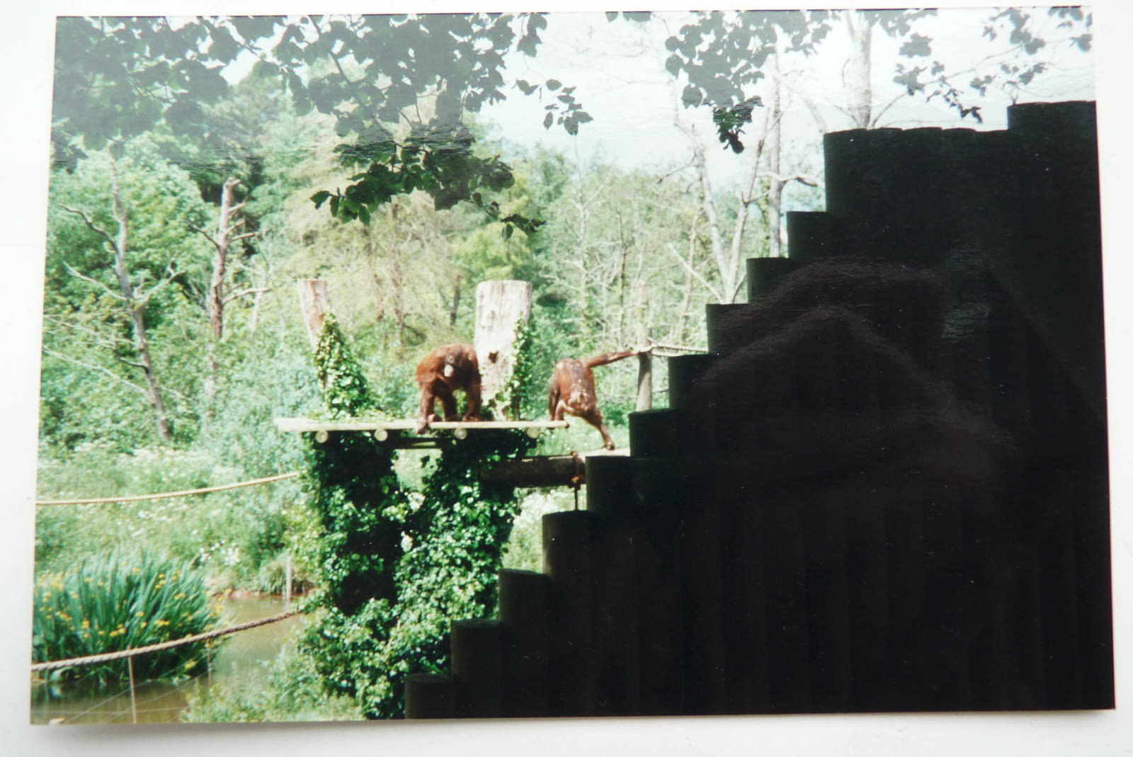 Orangutan Island, May 2002