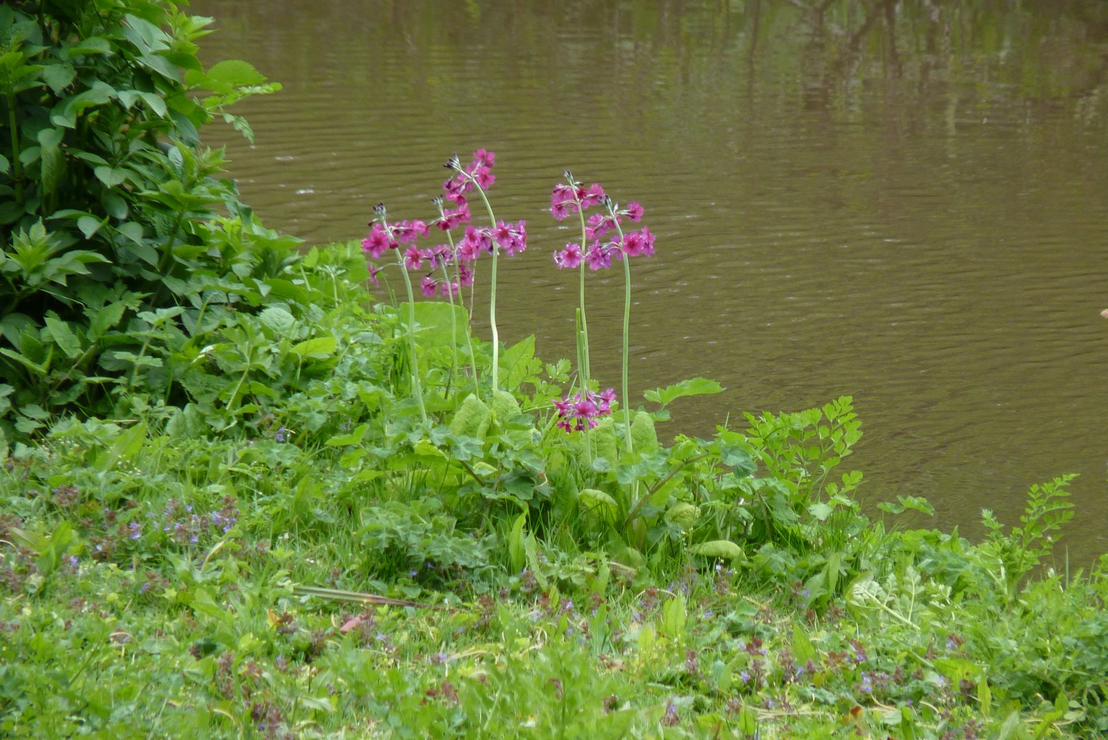 Orangutan island, May 2017