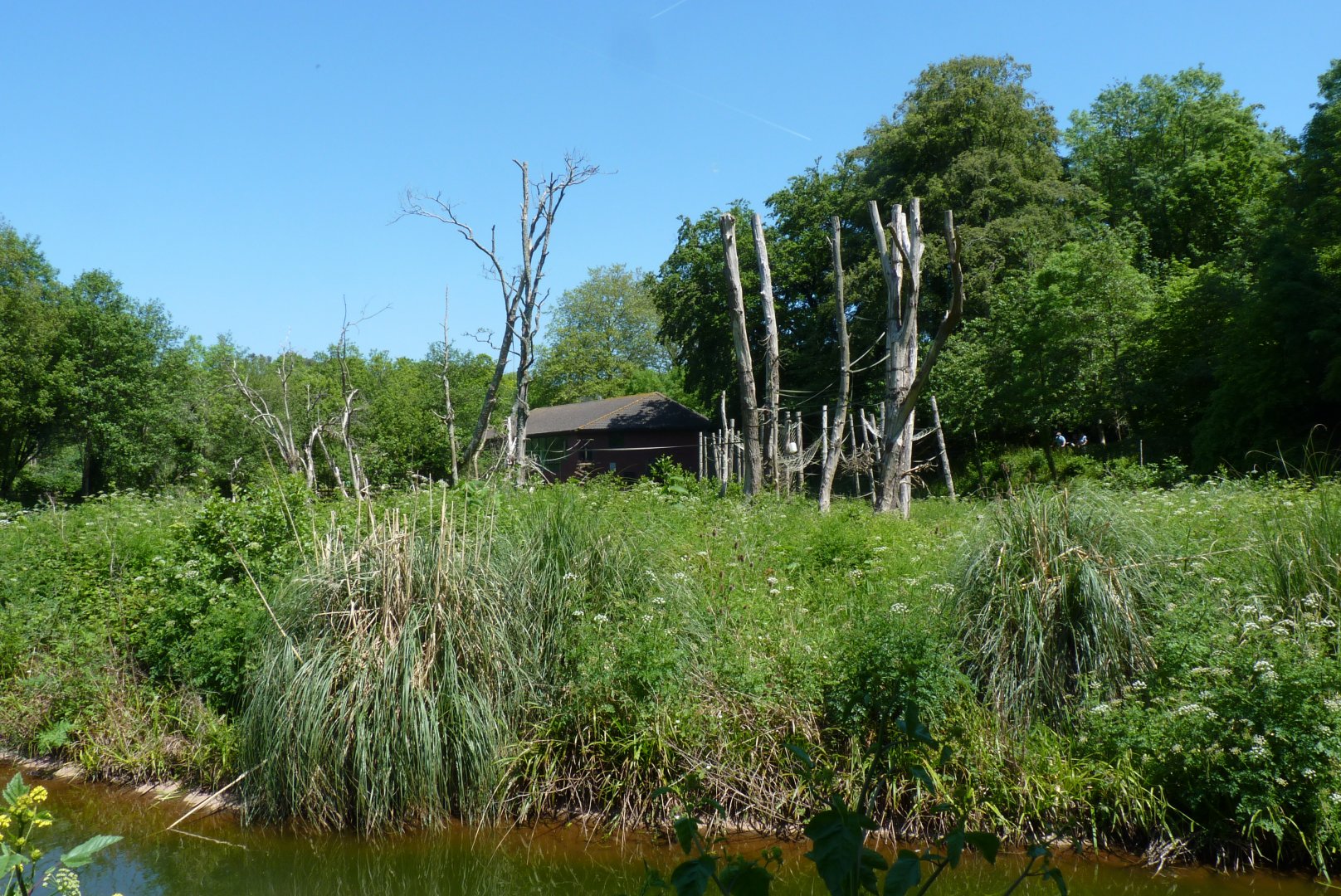 Orangutan island, May 2017