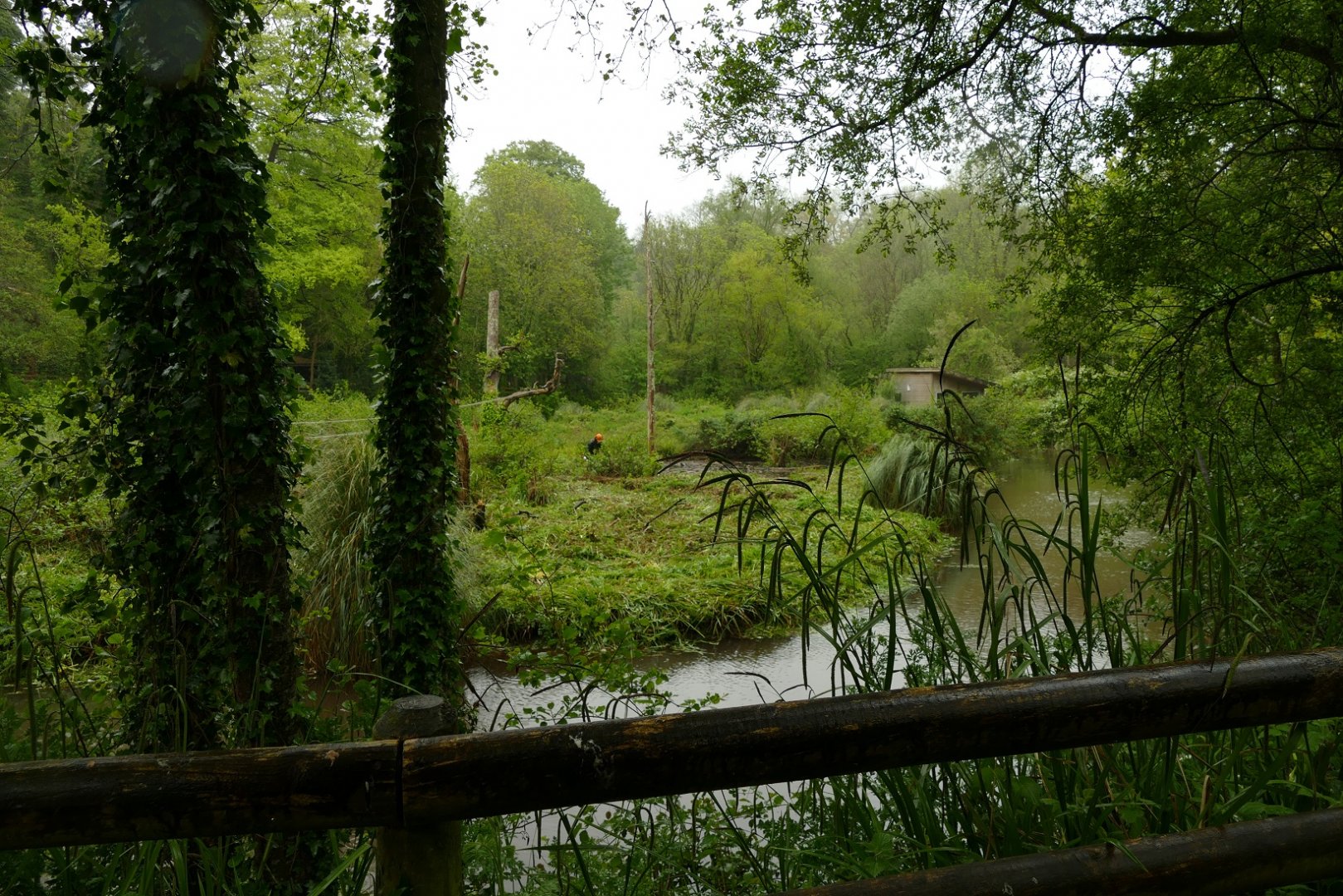 Orangutan island, May 2021