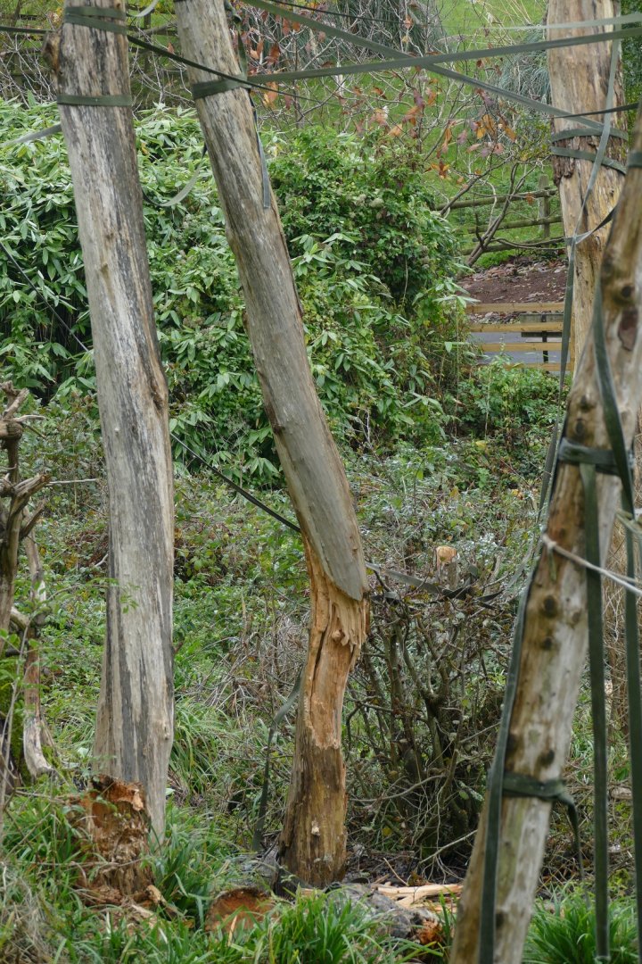 Orangutan island, November 2018