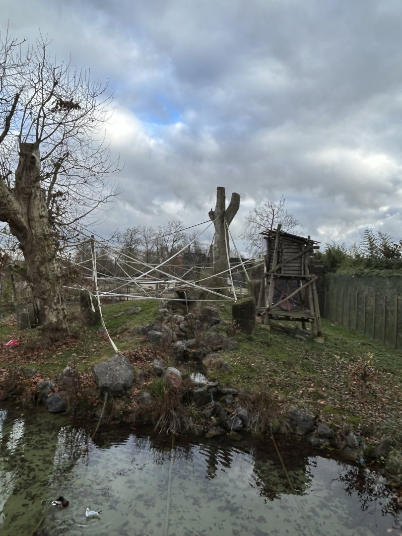 Orangutan island of the craftsman’s house