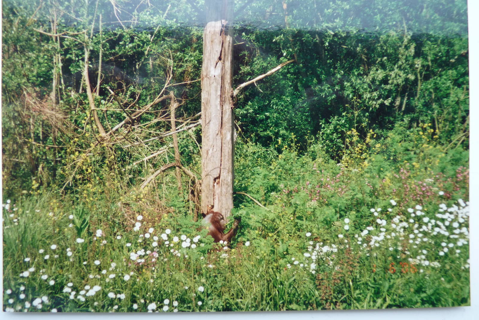 Orangutan Island, Then and Now, June 2006