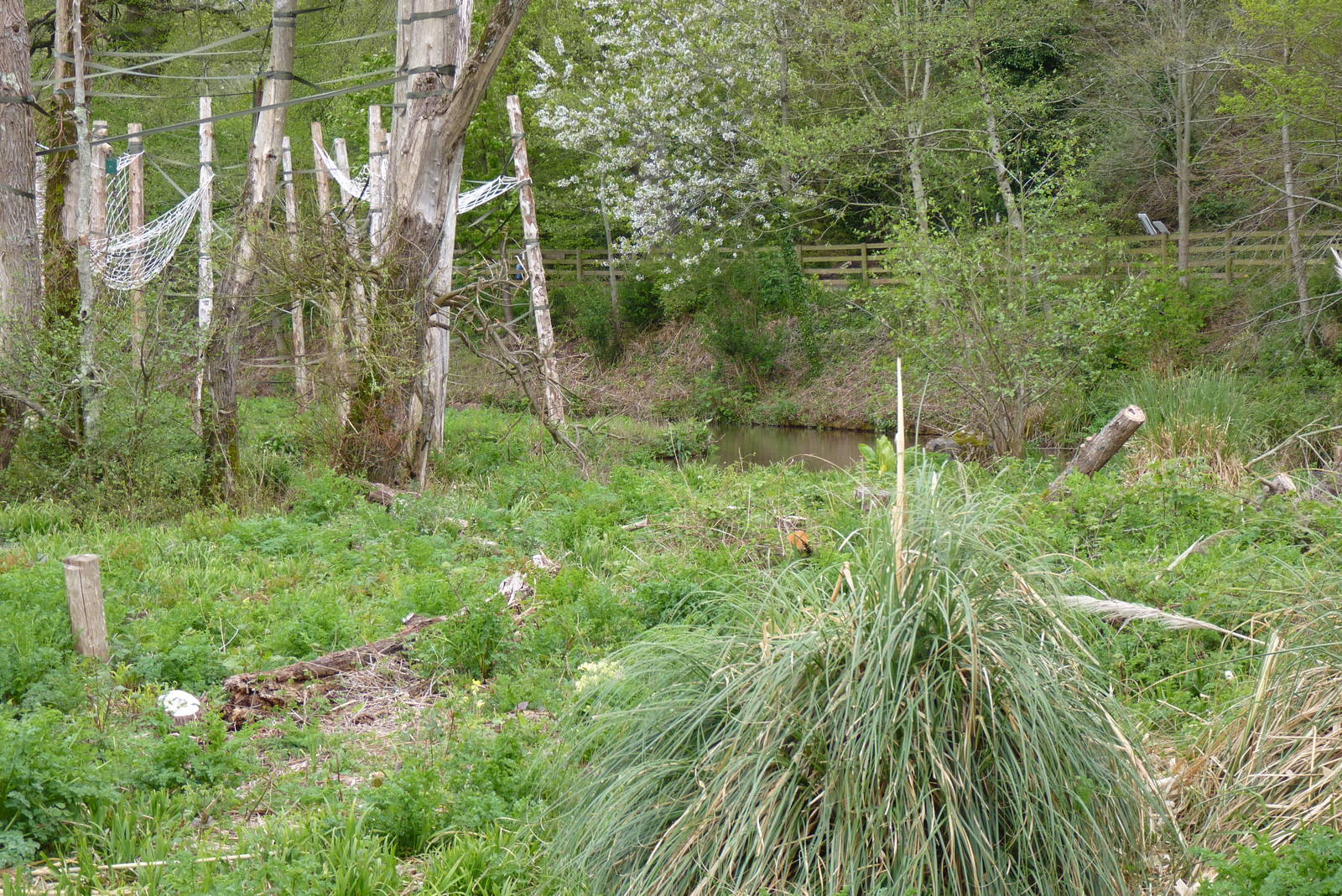 Orangutan Island, Then and Now, May 2015