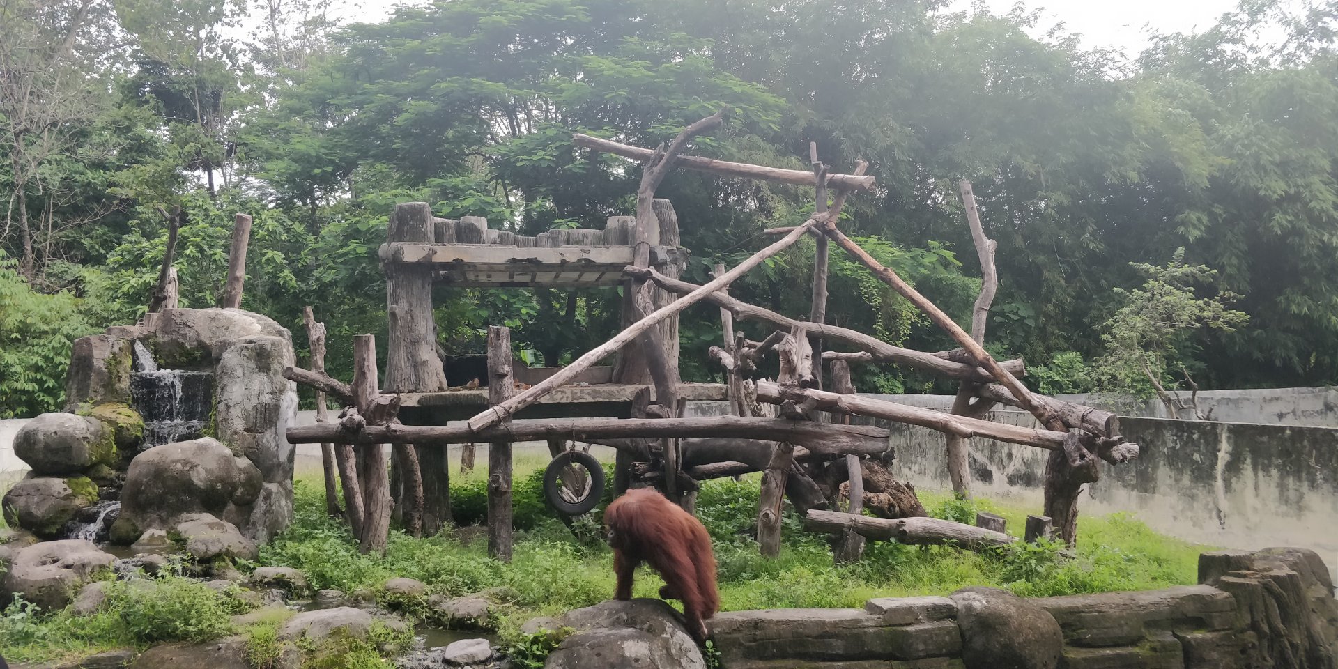 orangutan island