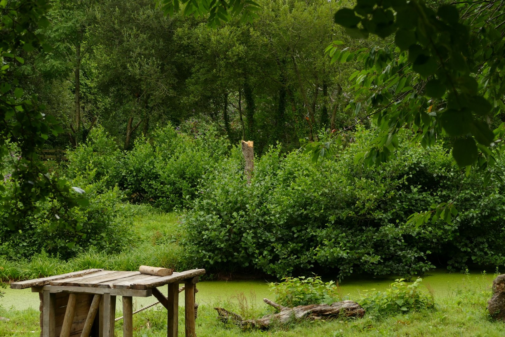 Orangutan islands, August 2021