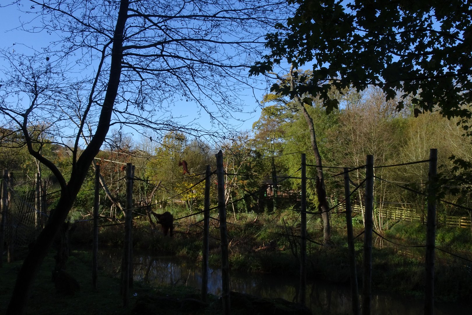 Orangutan islands, November 2017