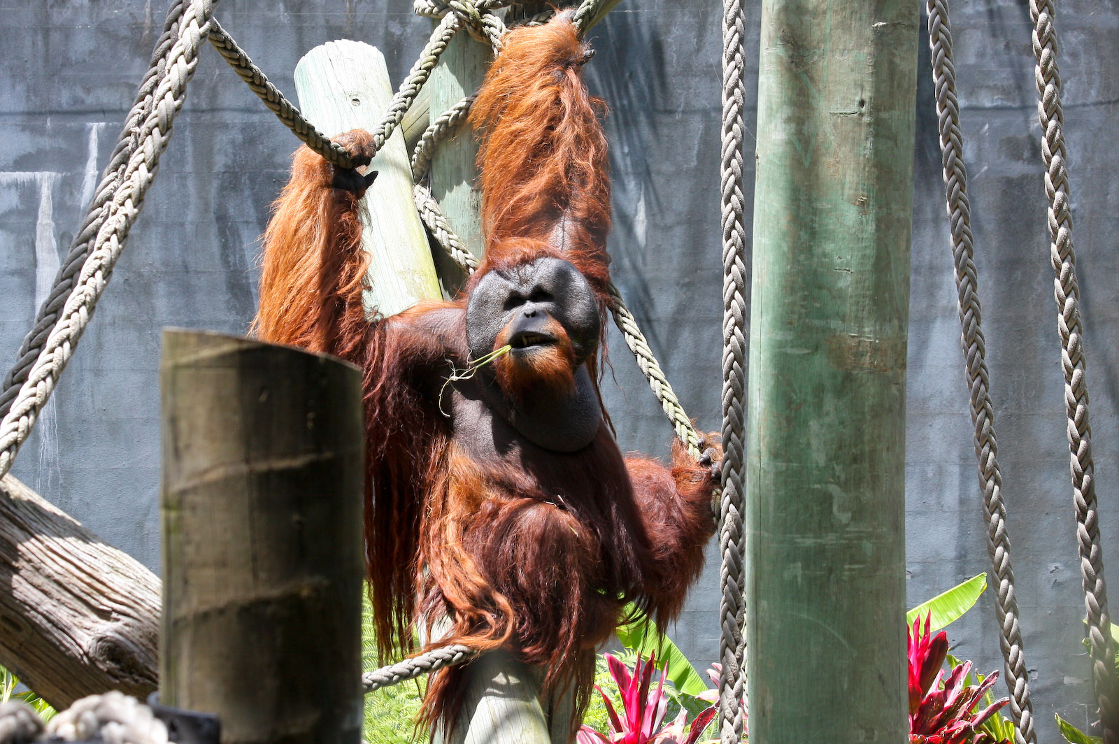 Orangutan - Jan 2008