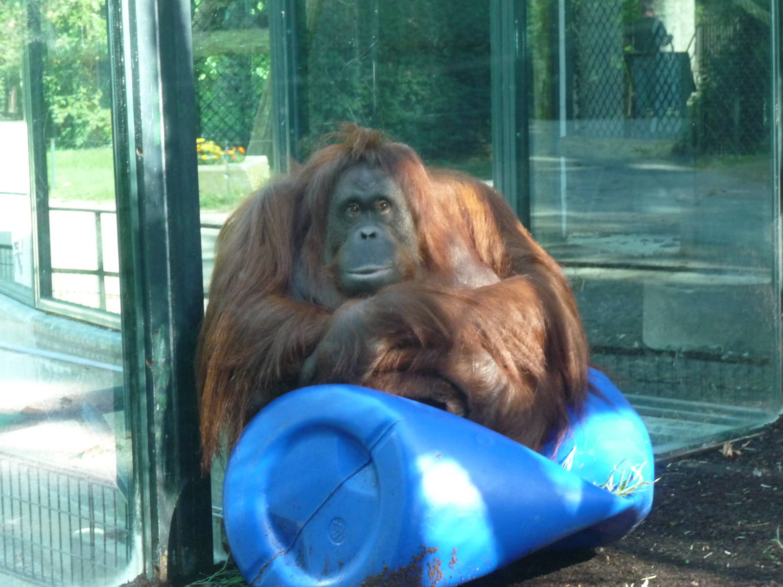 orangutan Jardin des Plantes