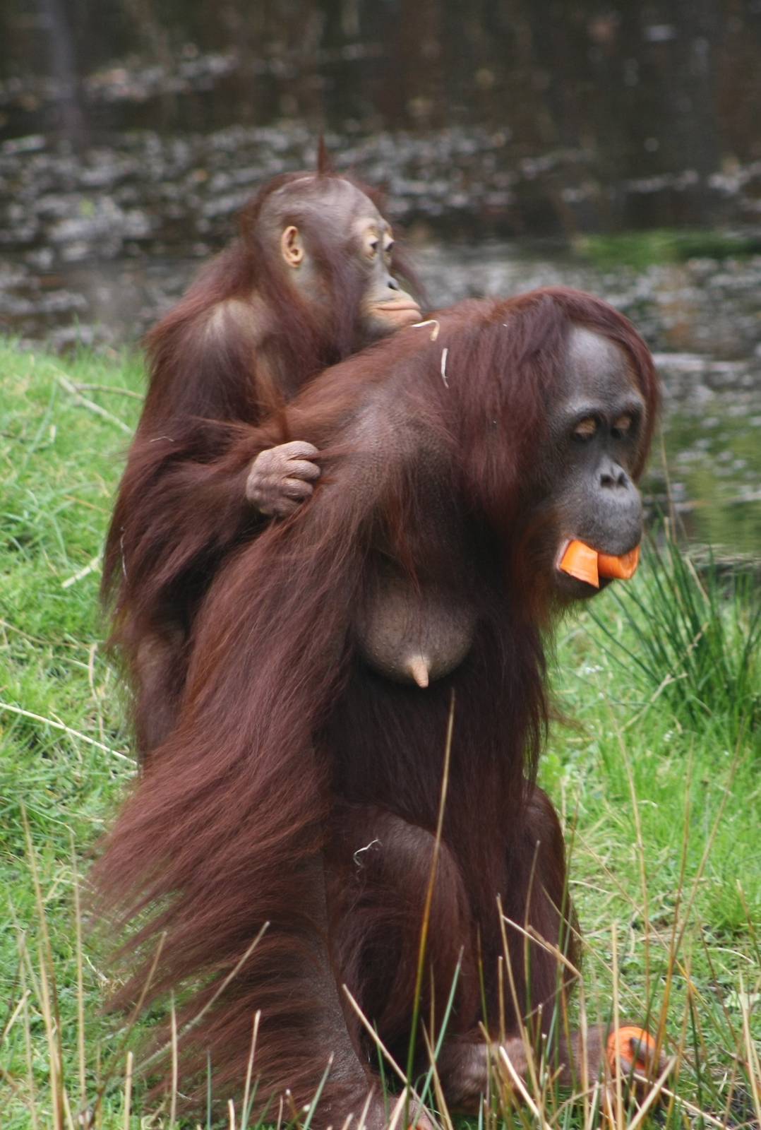 Orangutan Josje and juvenile.