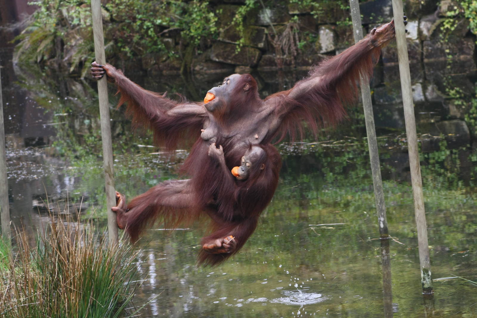 Orangutan Josje and juvenile