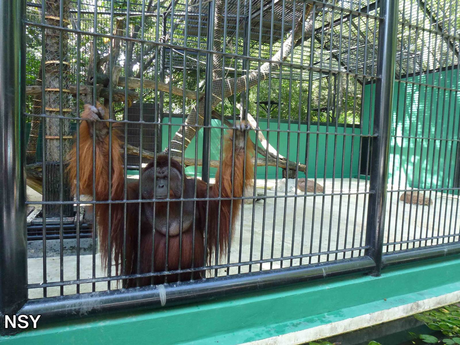 Orangutan, June 2013.