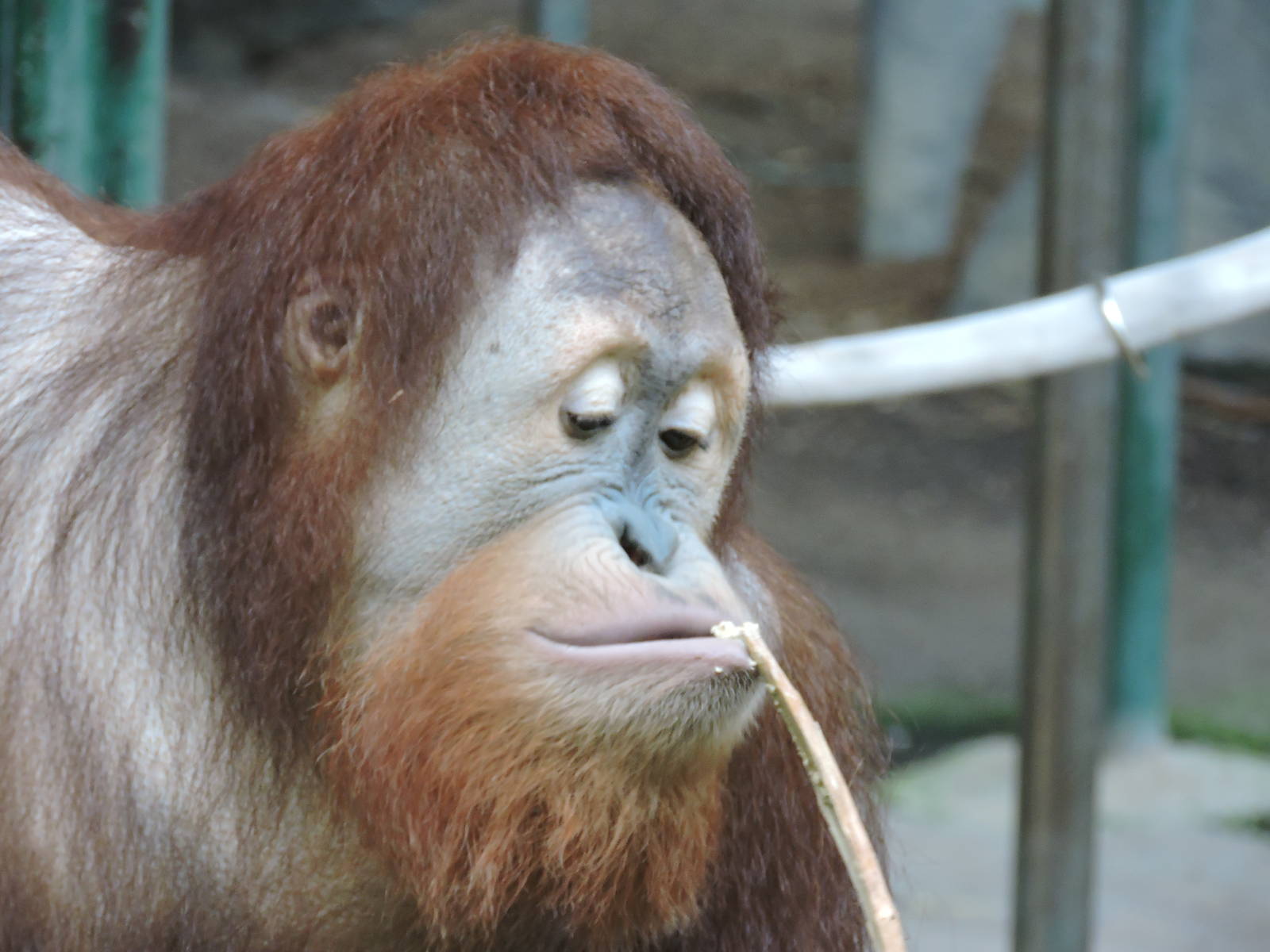 Orangutan - Kembali