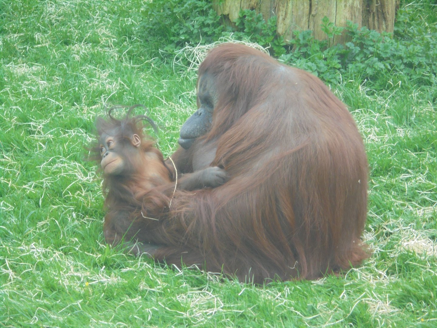 Orangutan 'Kibriah' and her female baby.