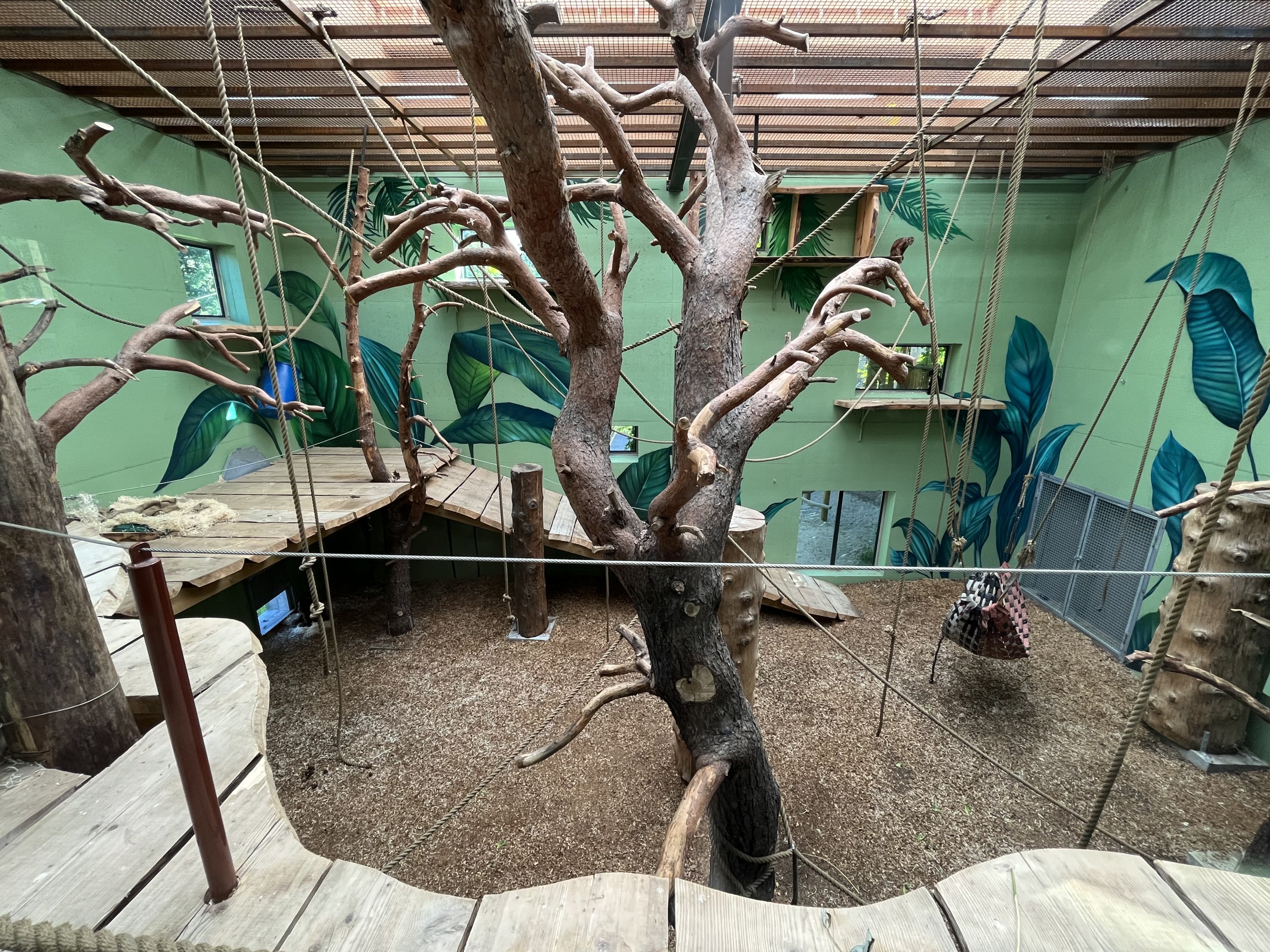 Orangutan/Langur House