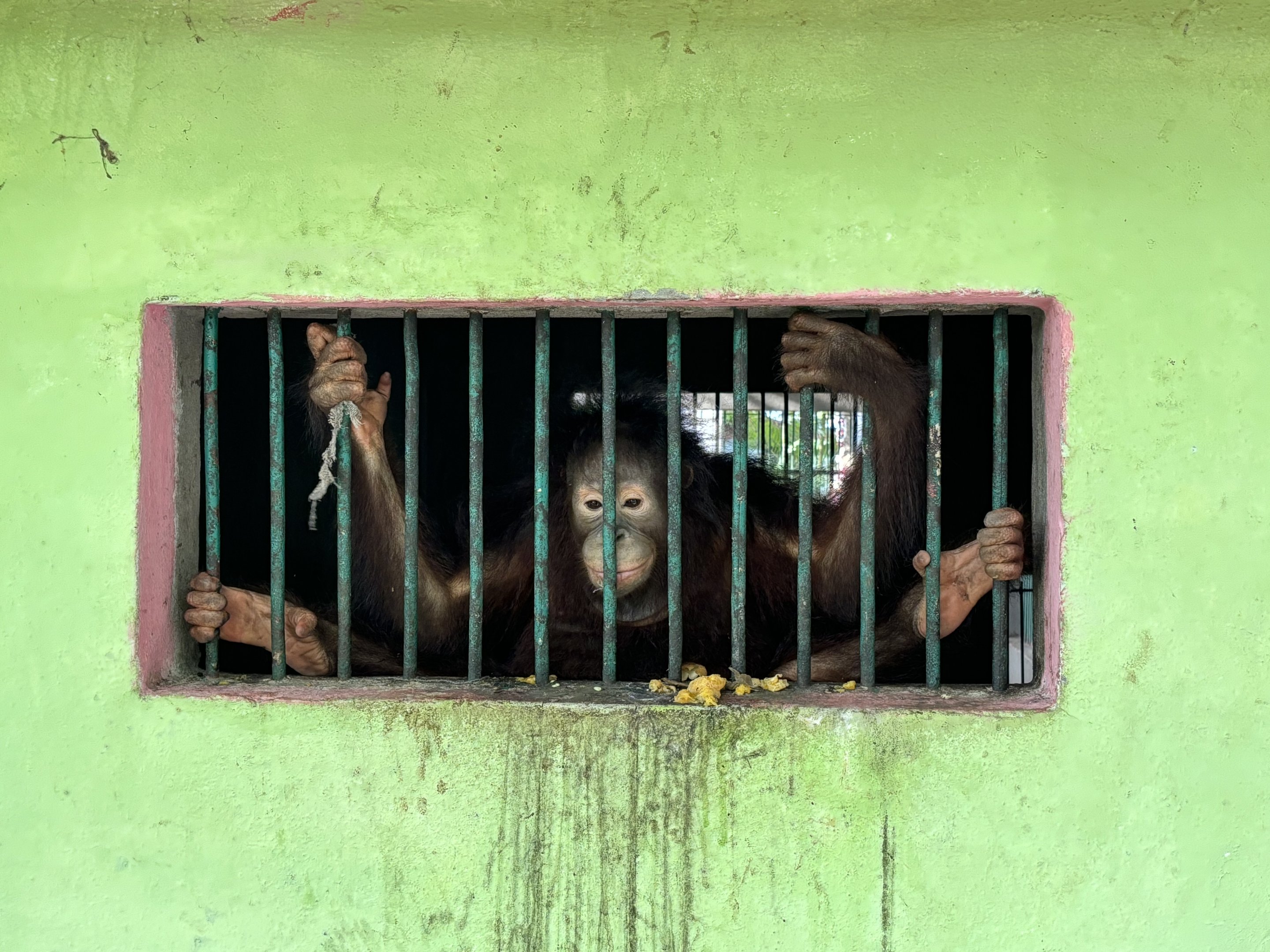 Orangutan - Lopburi Zoo