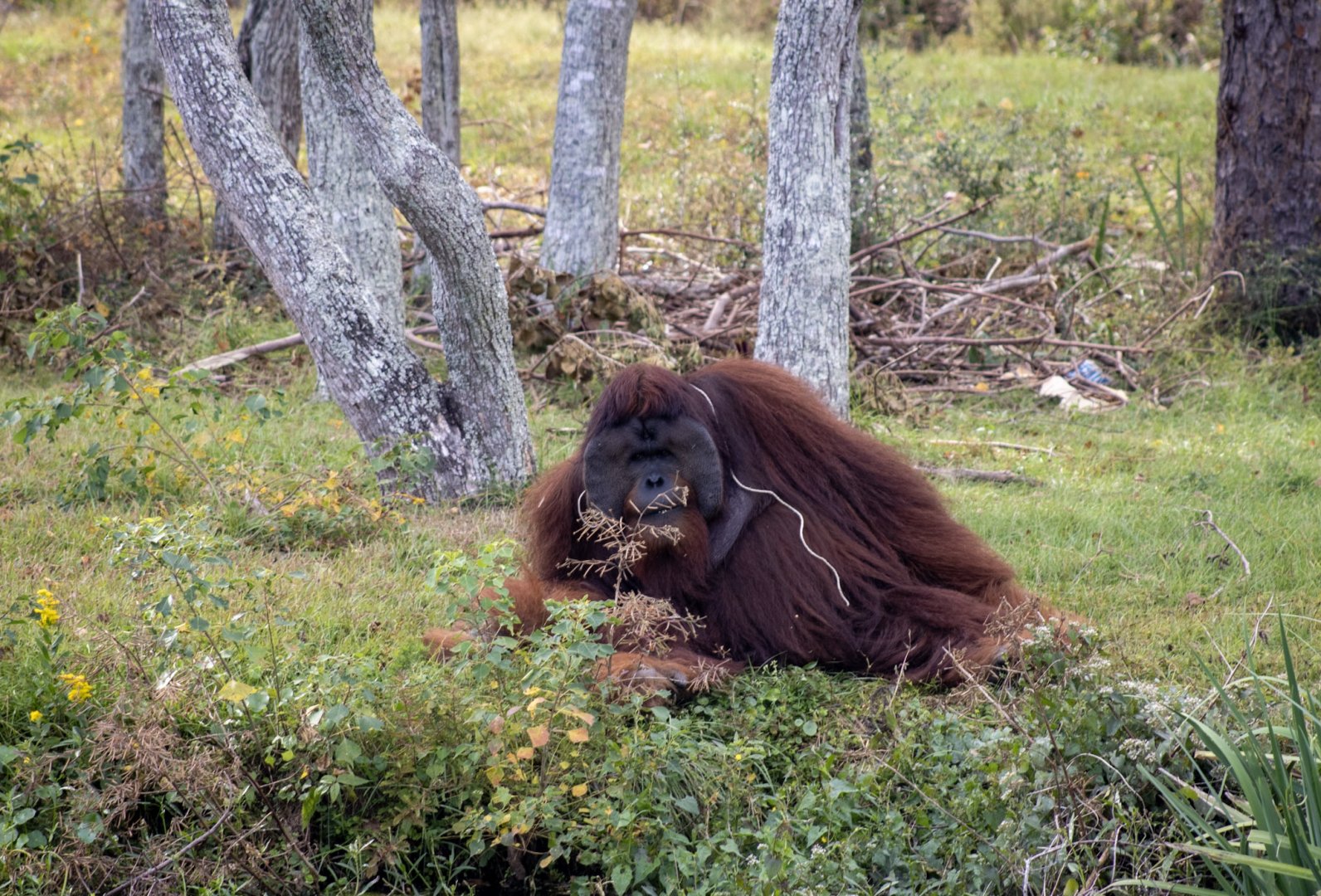 Orangutan Lounging