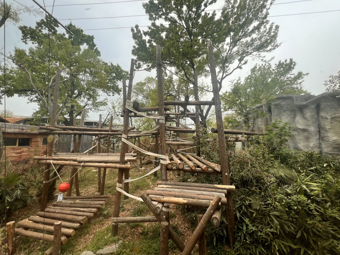 Orangutan Main Exhibit