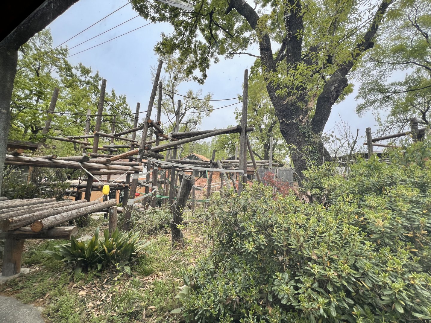 Orangutan Main Exhibit