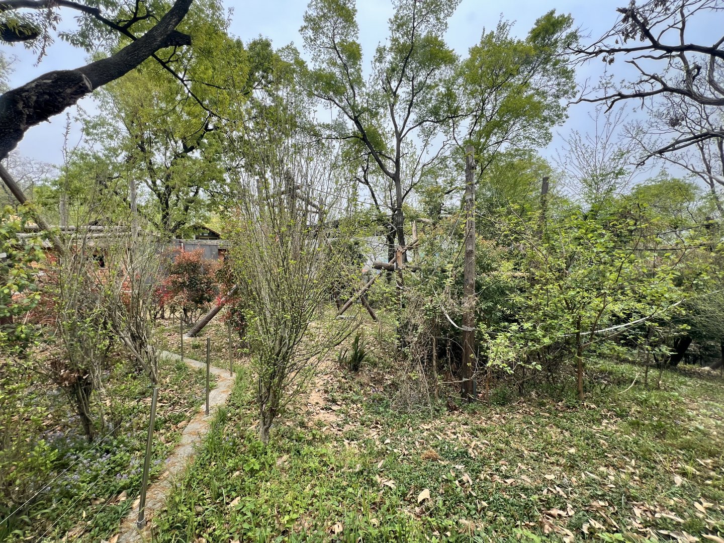 Orangutan Main Exhibit