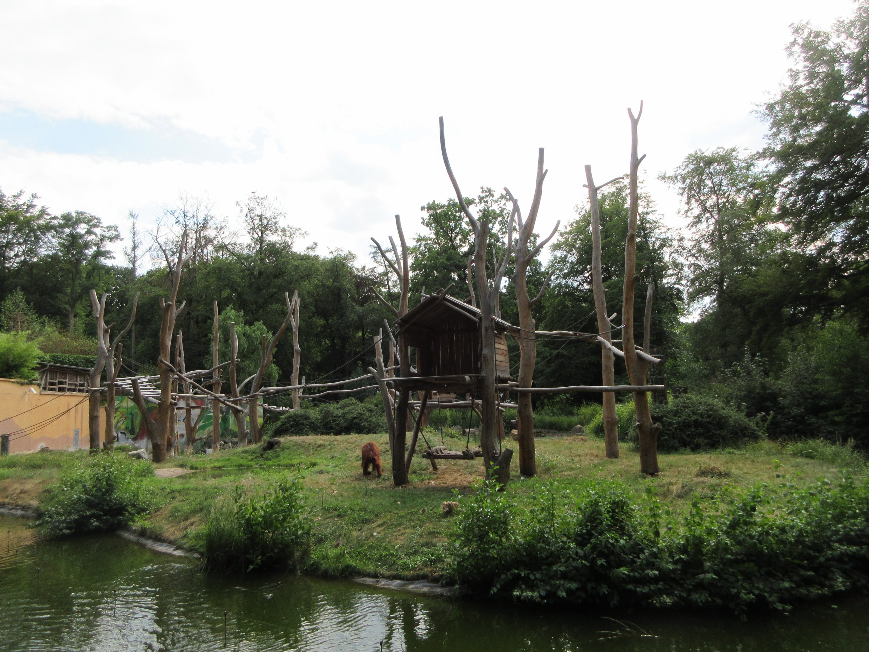 Orangutan/Malayan Tapir Exhibit