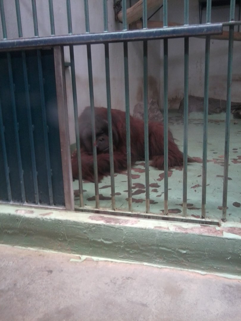 Orangutan male got from Czech R. (Bornean?)