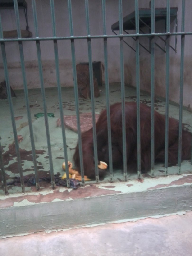 Orangutan (male) got from Czech R. (Bornean?)