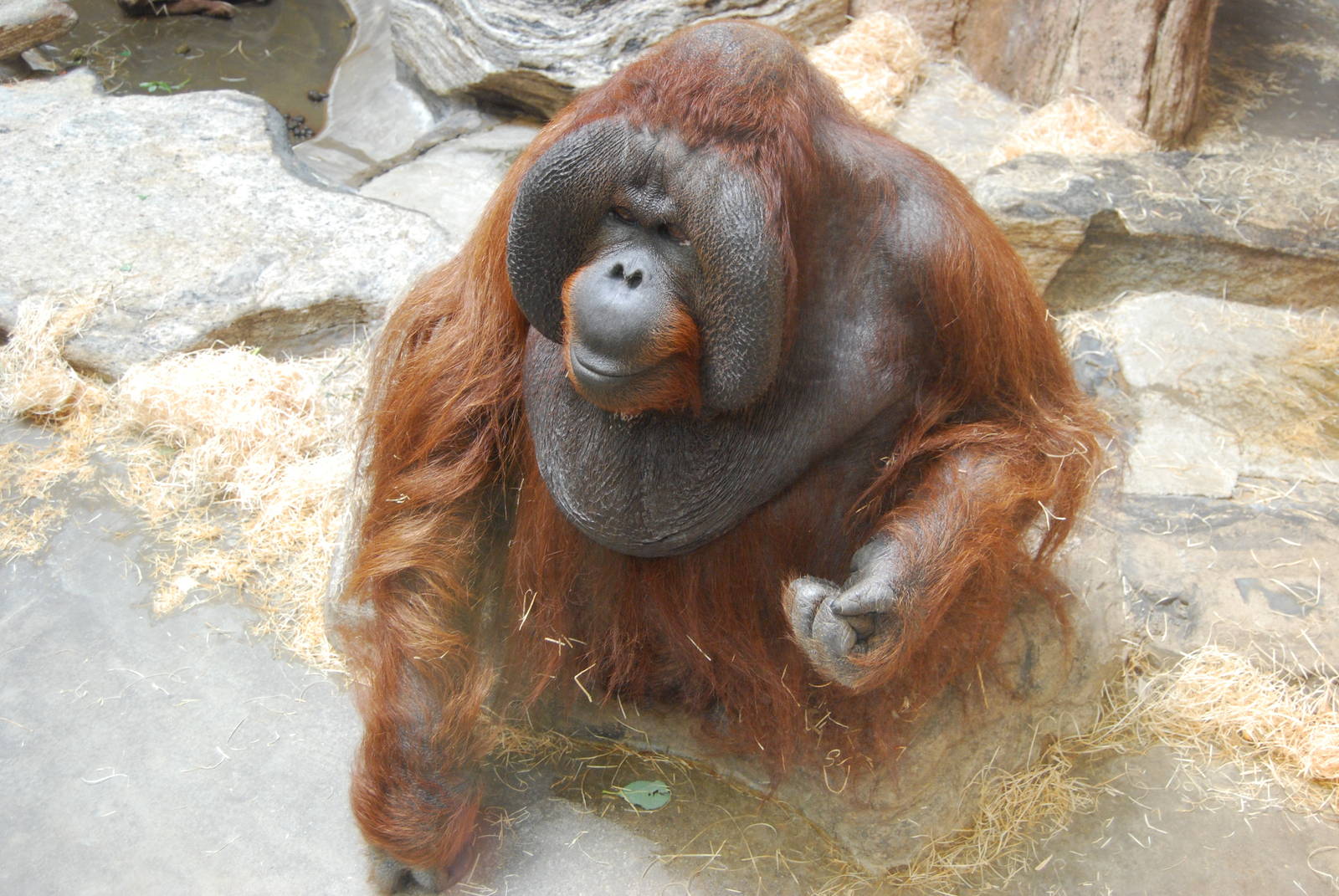 Orangutan Male in Boras Zoo