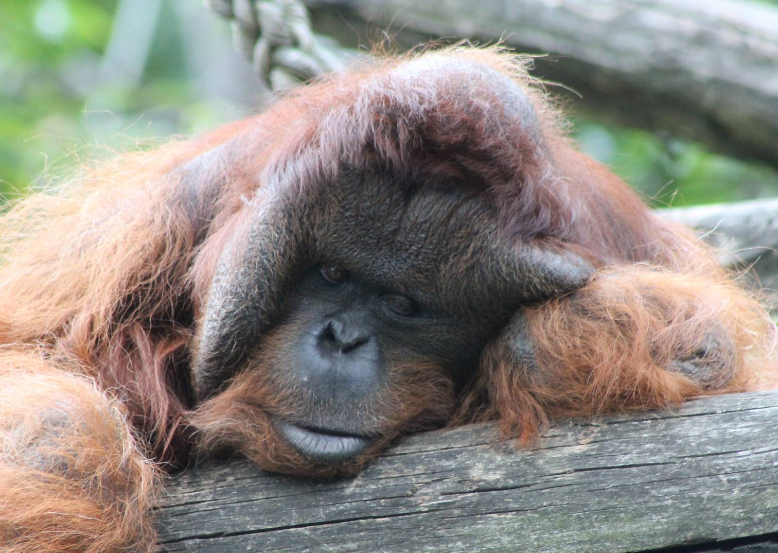 Orangutan male