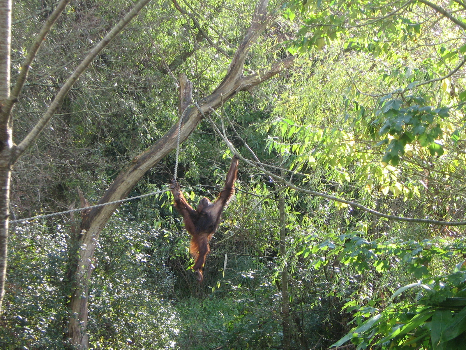 Orangutan, Mali, October 2008
