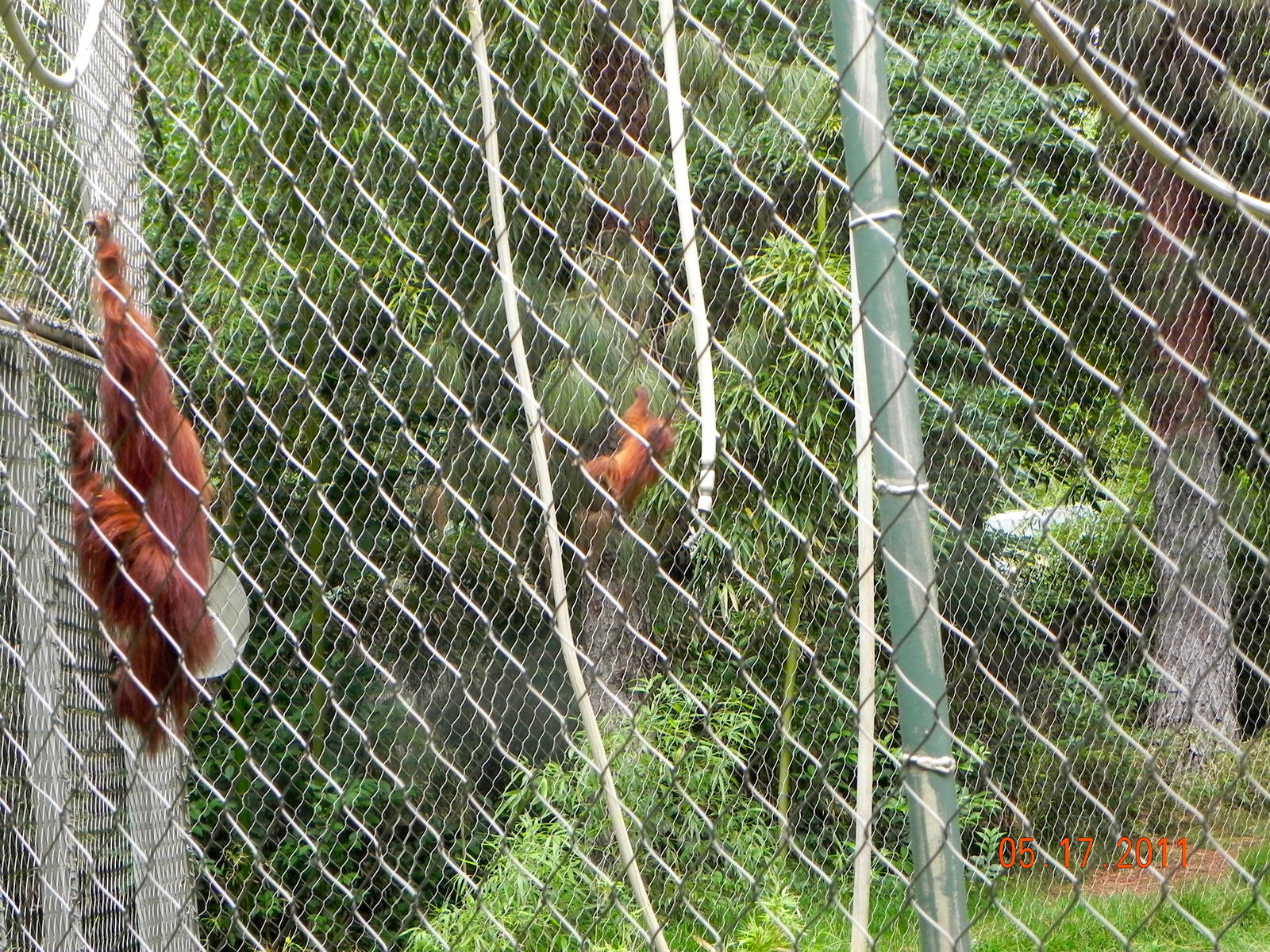Orangutan mom chasing baby