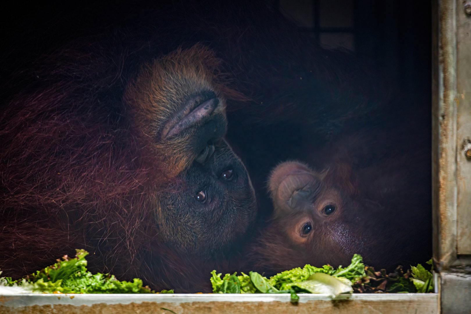 Orangutan Mother and Baby