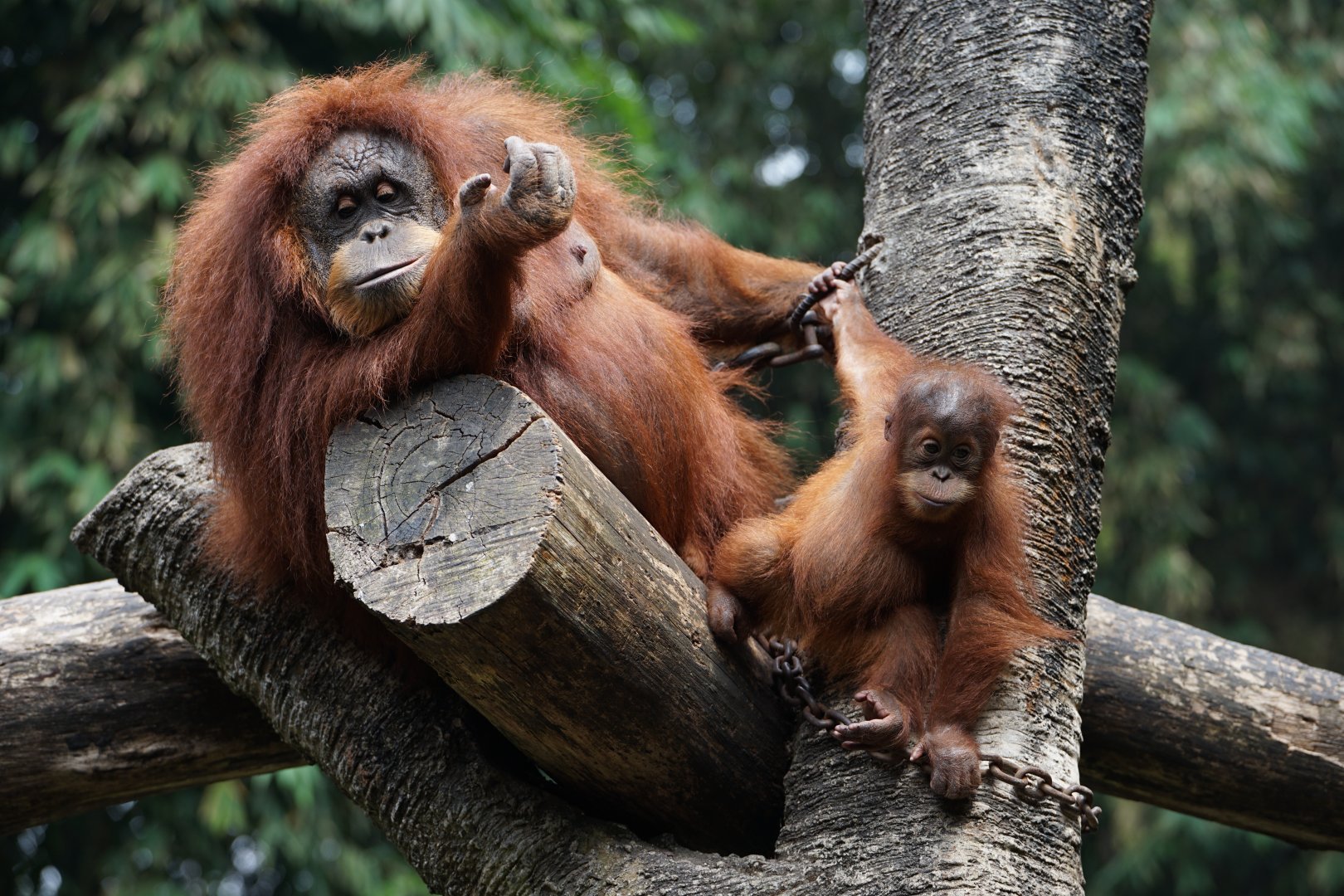 Orangutan mother and baby