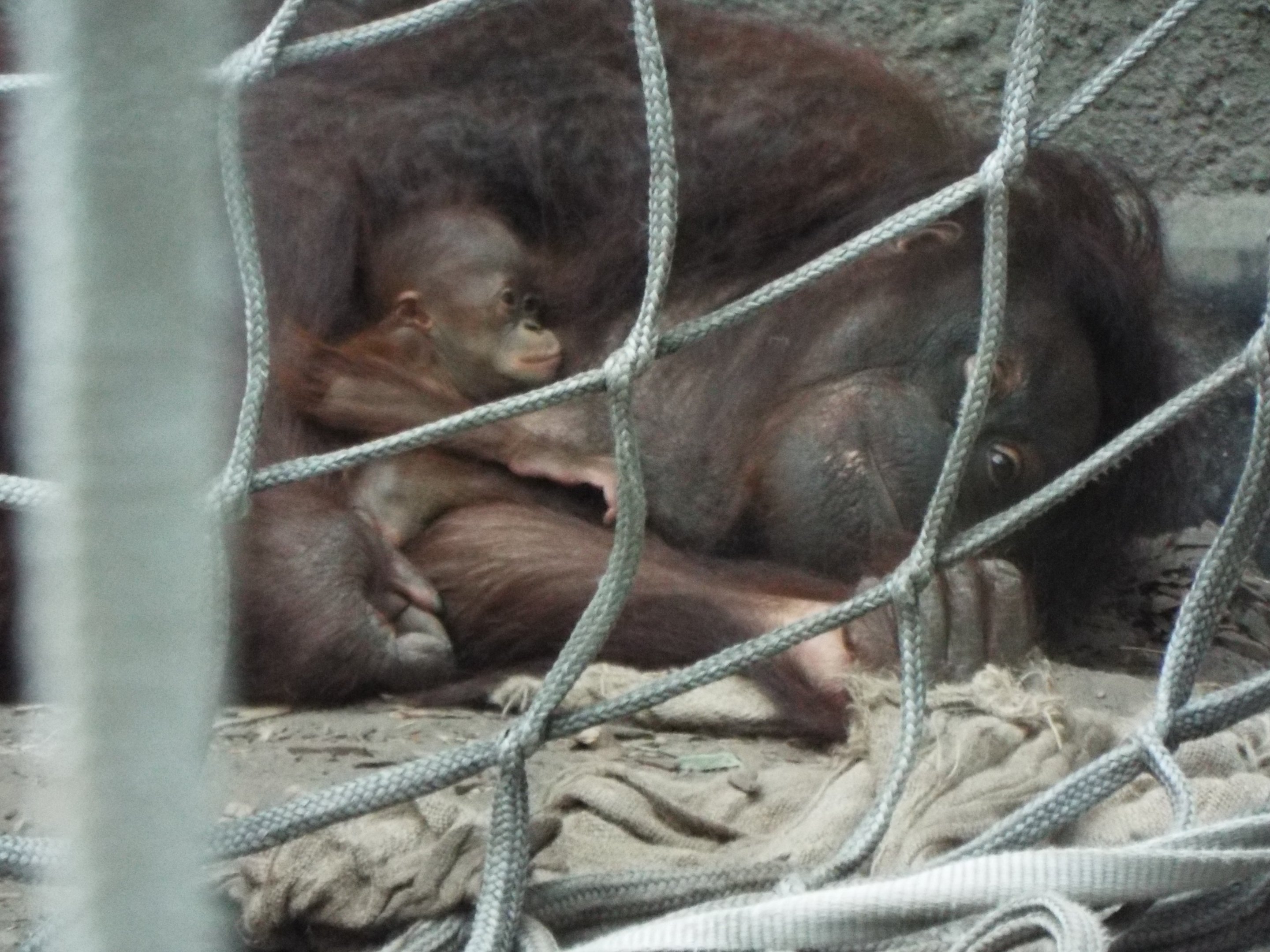 Orangutan mother and young, Chester Zoo