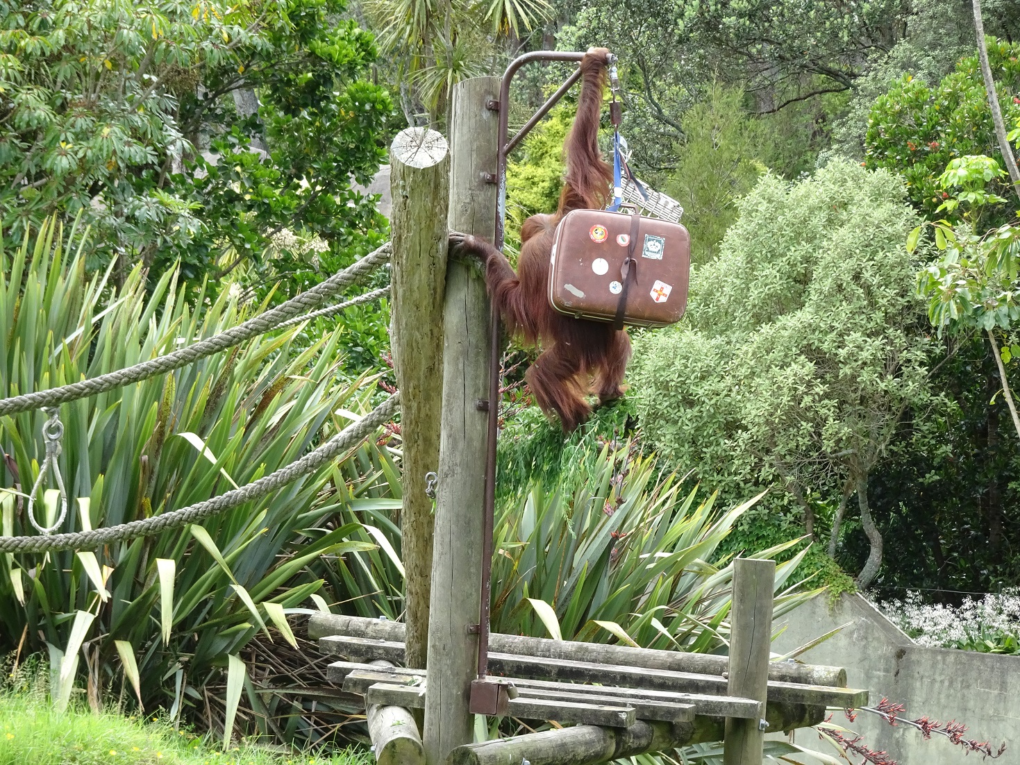 Orangutan, November 2015