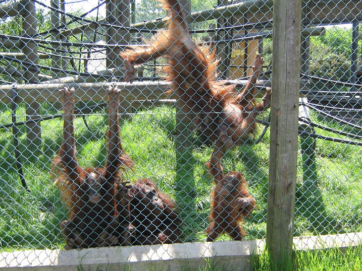 Orangutan nursery