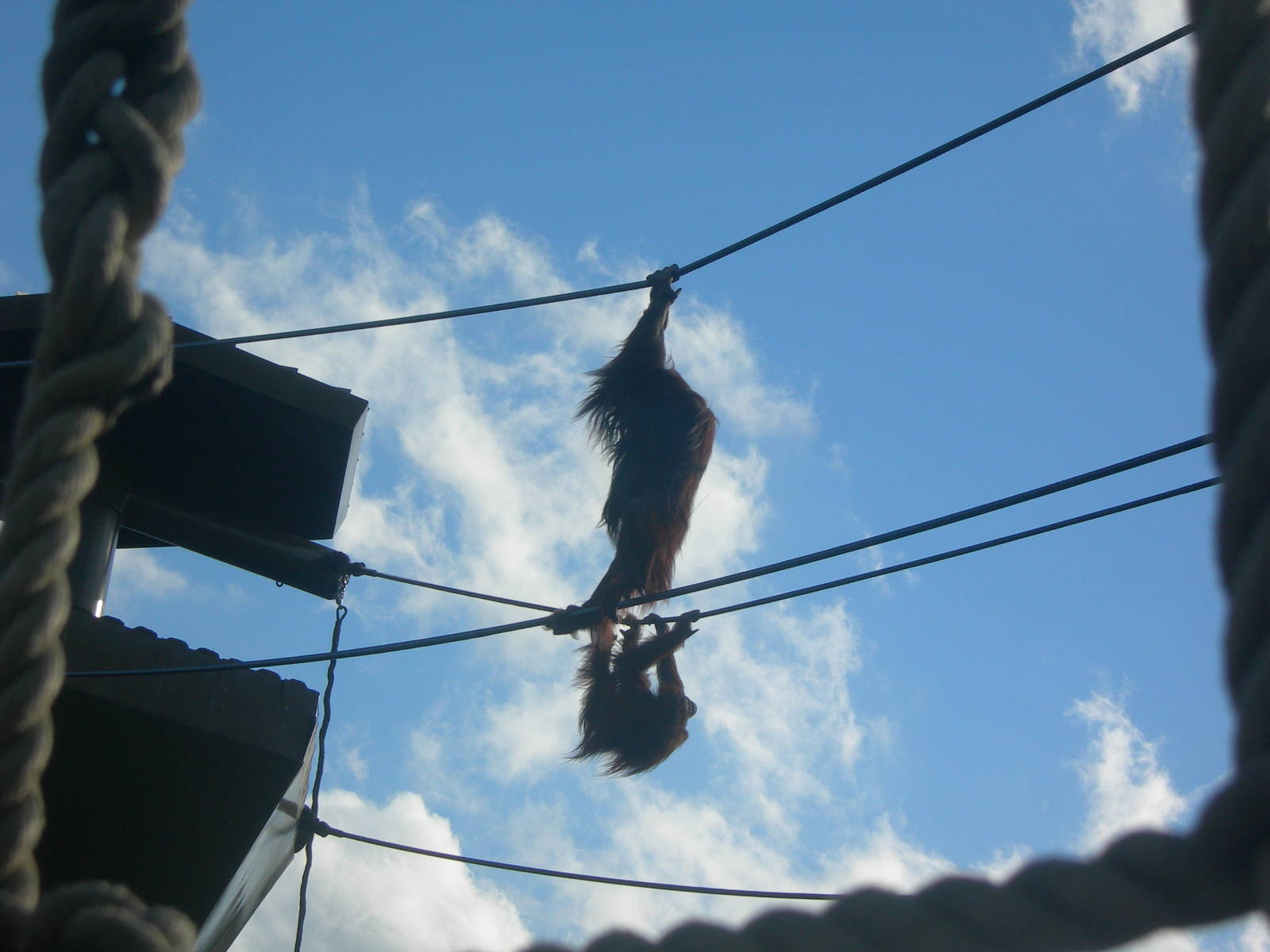 Orangutan on rope