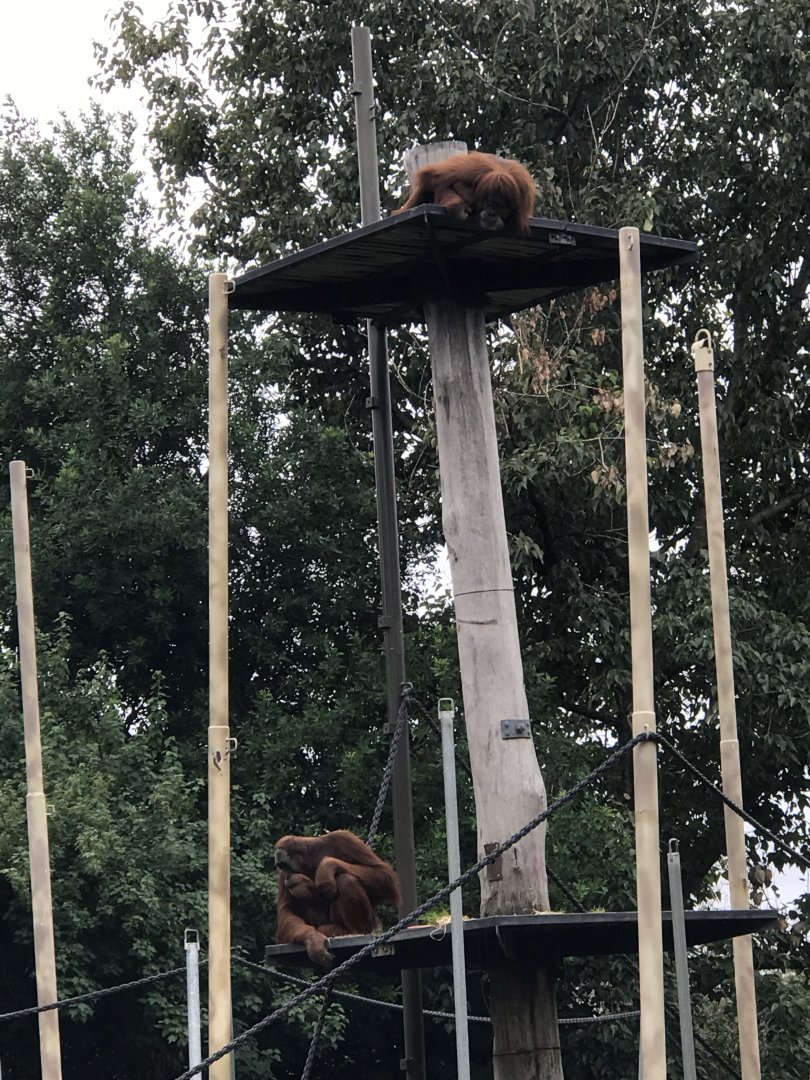 Orangutan on top tower