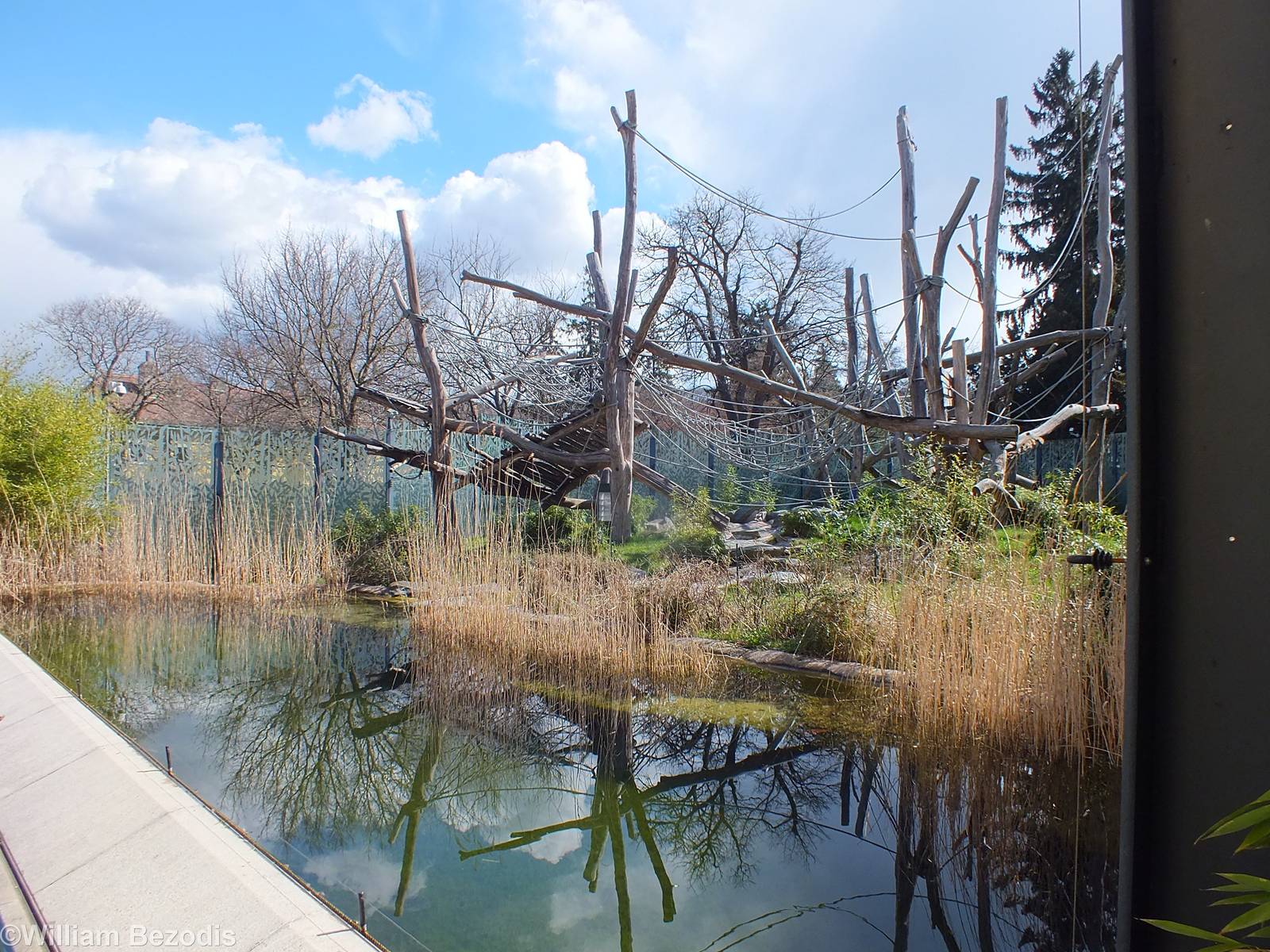 Orangutan Outdoor Area