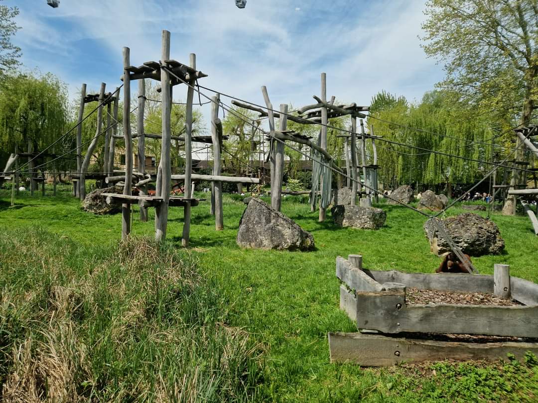 Orangutan outdoor area