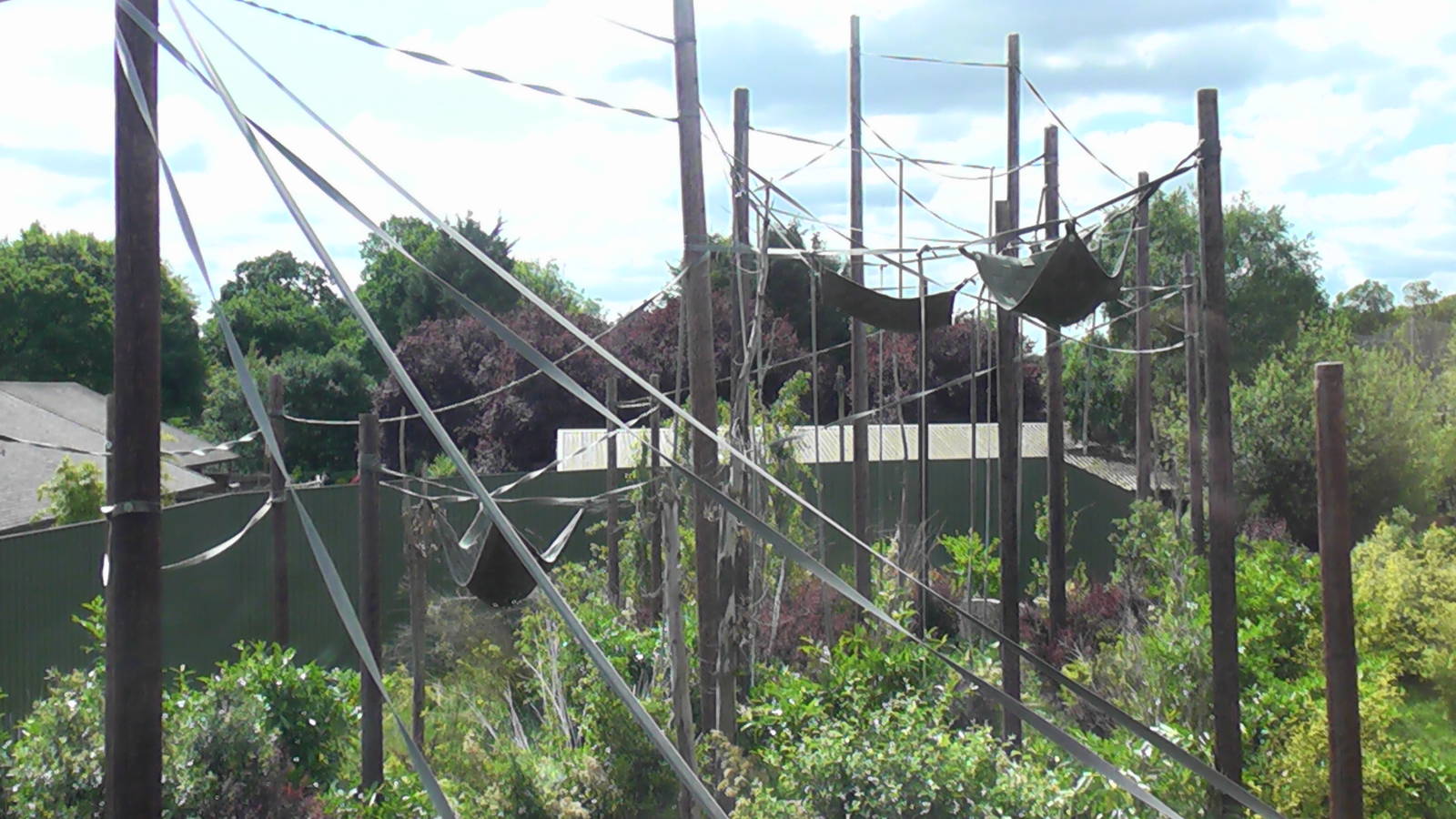 Orangutan Outdoor Enclosure 19.6.10