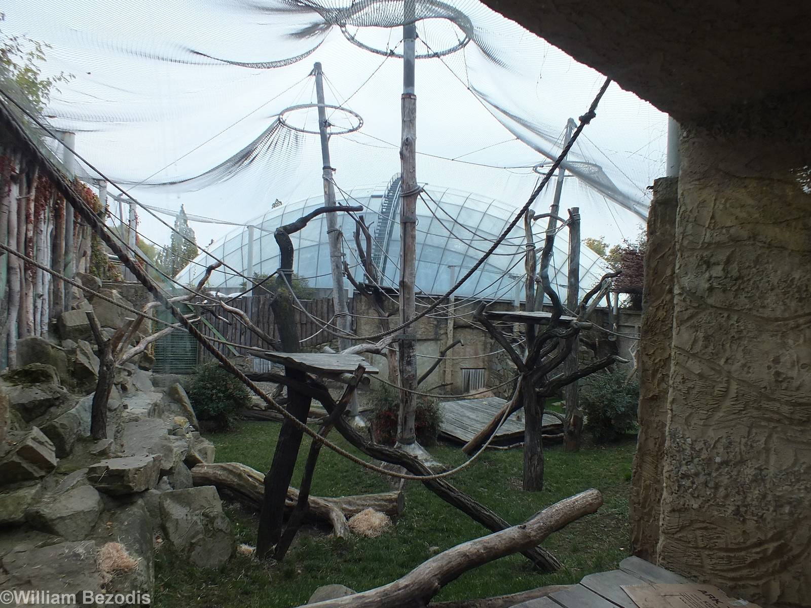 Orangutan Outdoor Enclosure