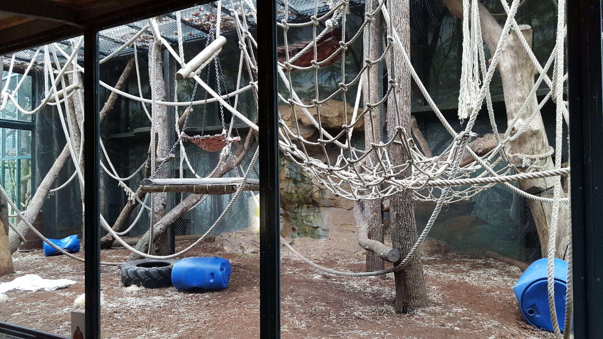 orangutan outdoor enclosure